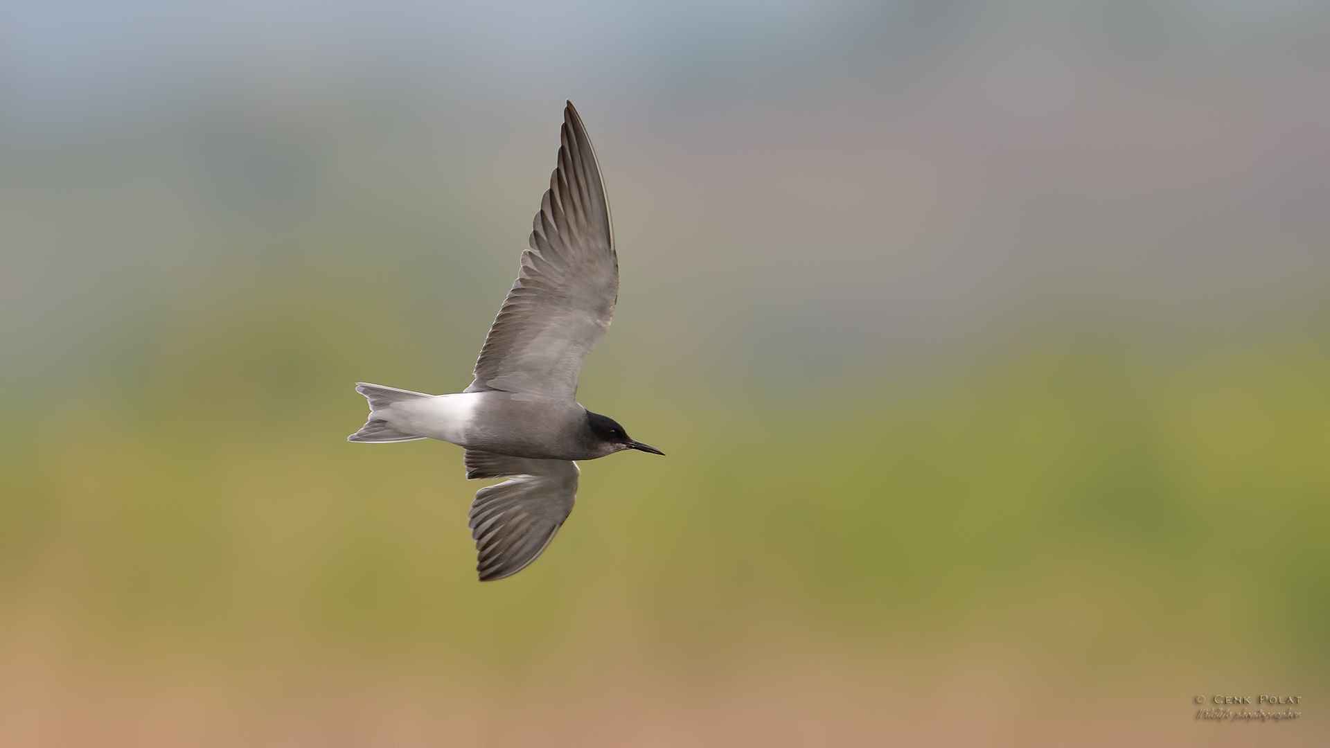 Black Tern